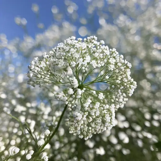 Exploring the Enchanting World of Baby’s Breath: Symbolism, Uses, and Care Tips
